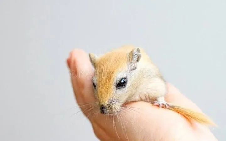 Gerbil machos e fêmeas  - Foto 3