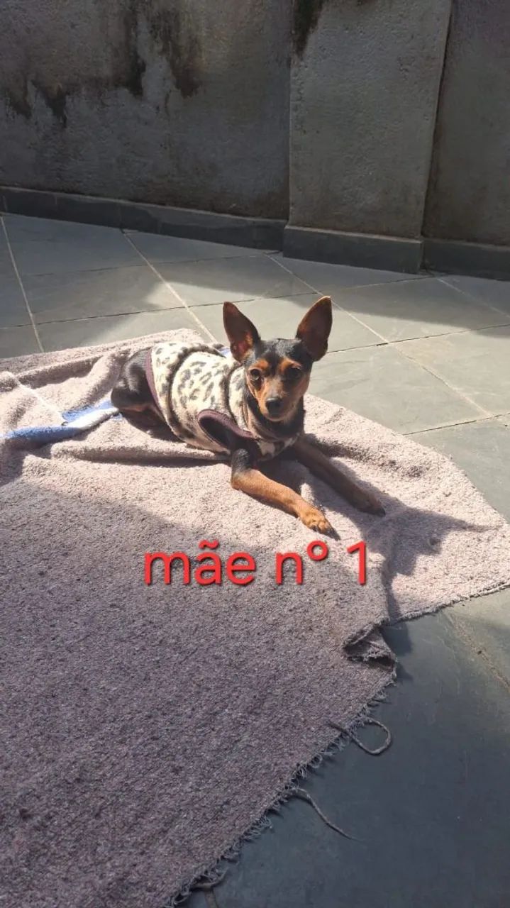 Vende-se pinscher  - Foto 5