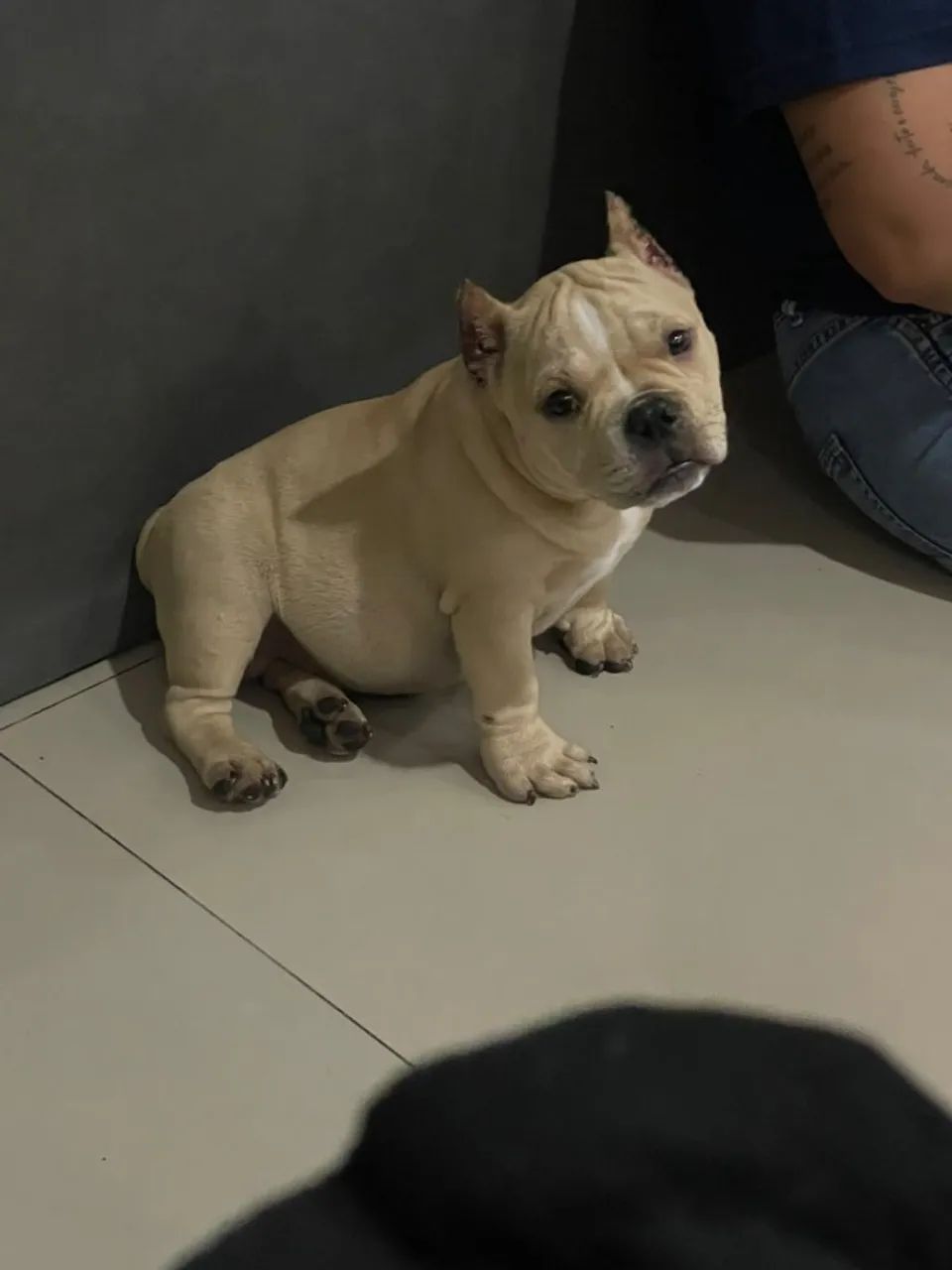 American bully micro  - Foto 5