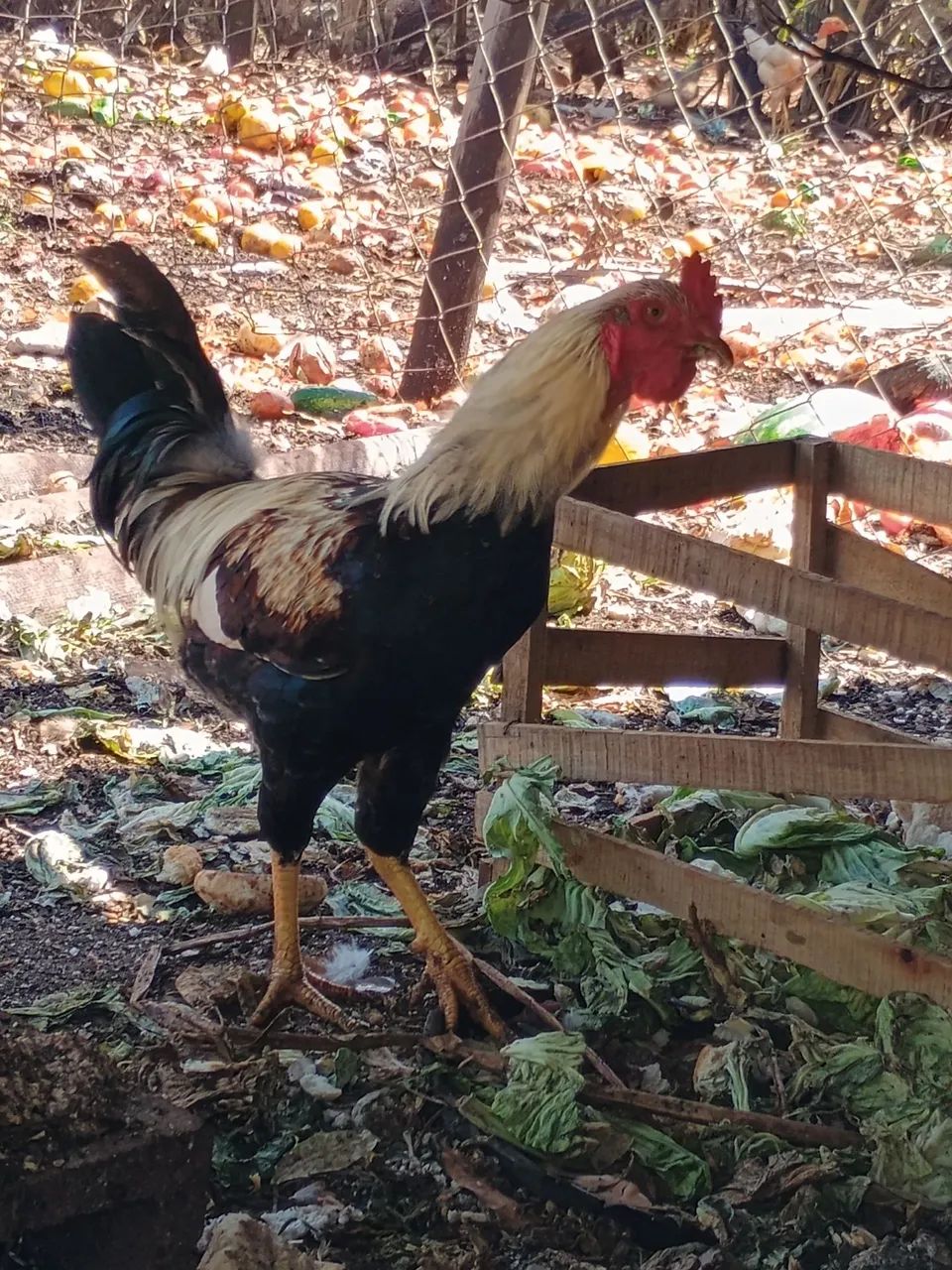 Vende-se frango caipira  - Foto 4