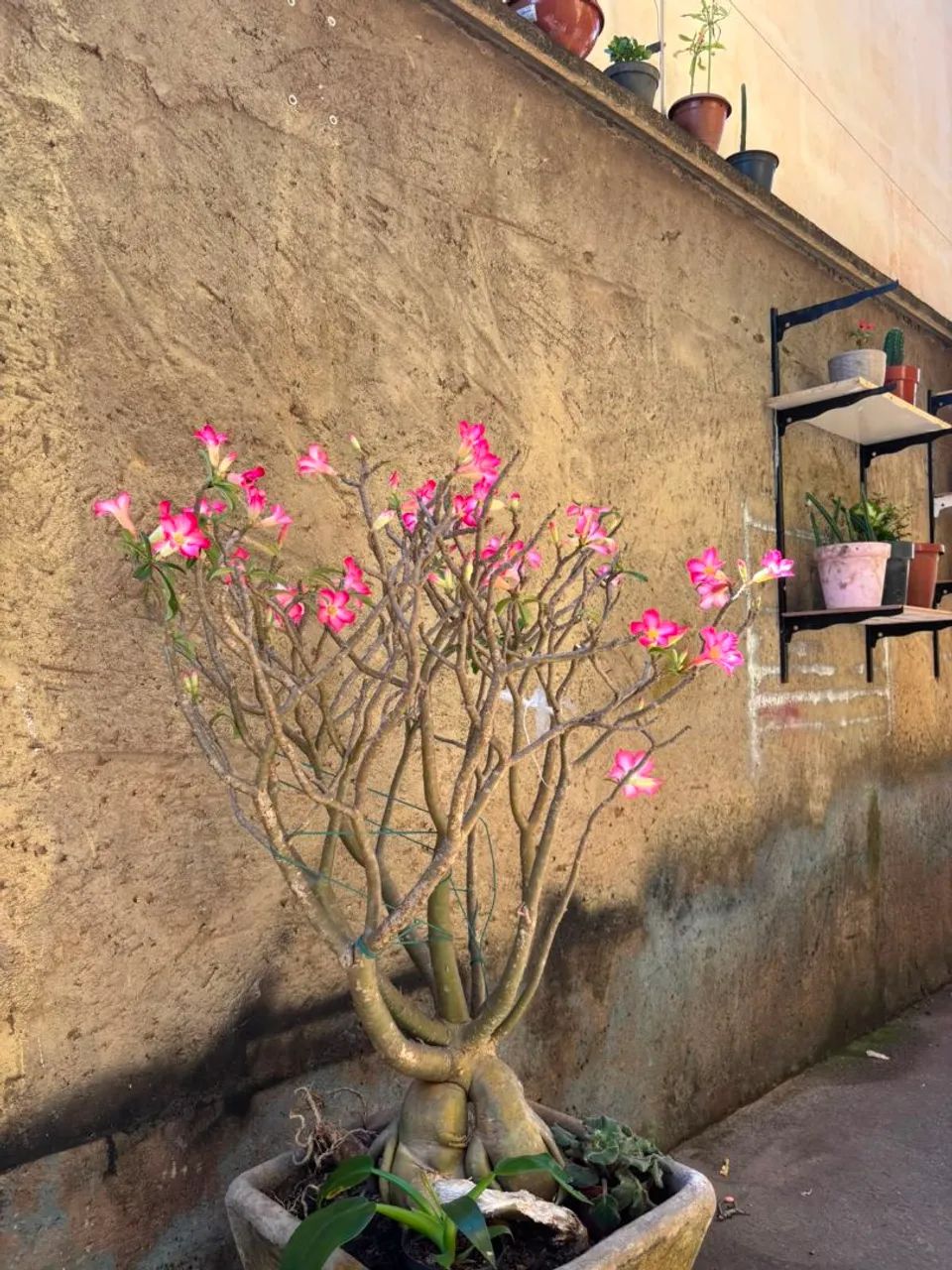 Rosa do deserto gigante 