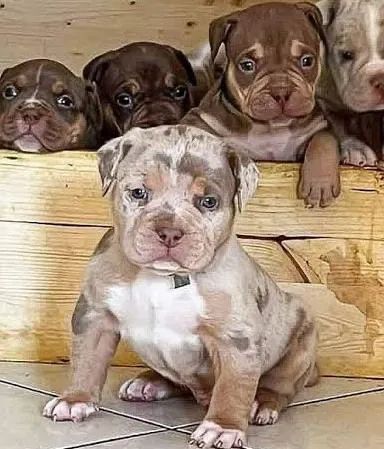 AMERICAN BULLY POCKET E MICRO 