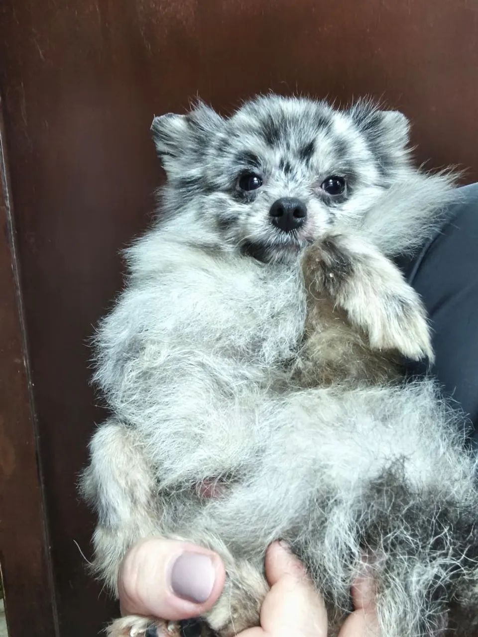 Spitz Merle macho, 1 ano - Foto 3