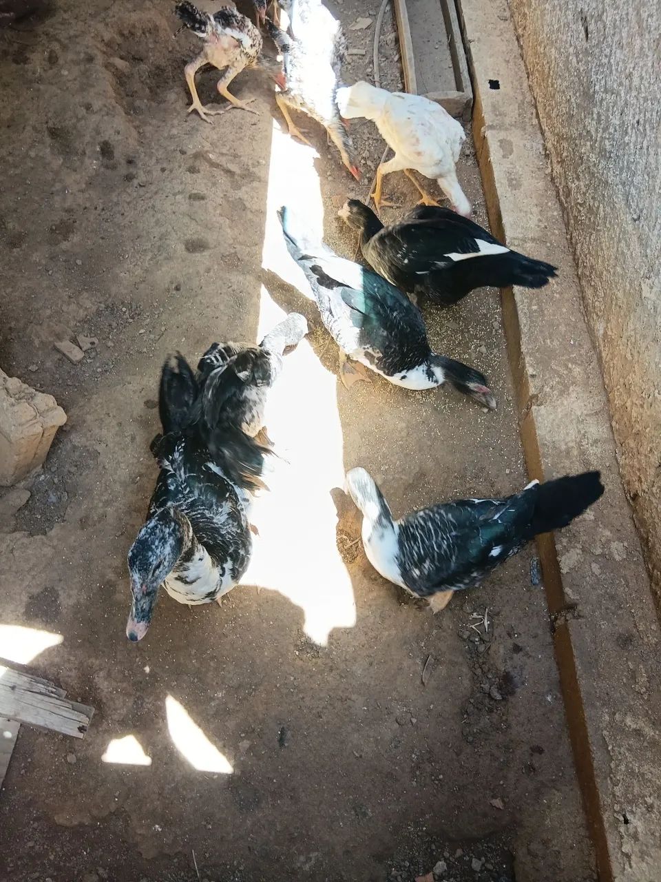 Patos  - Foto 5