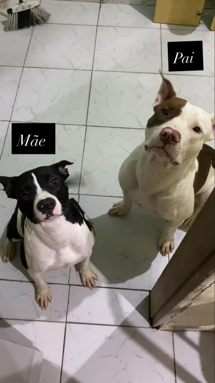 Pitbull Puro  - Foto 2