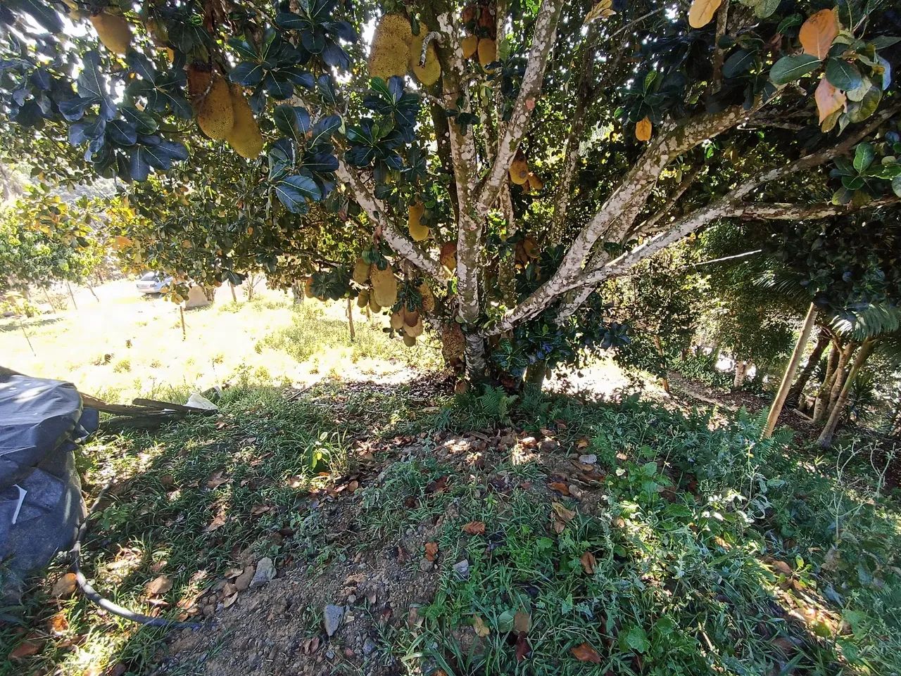 Ótima oportunidade de investir  chácara linda  - Foto 3
