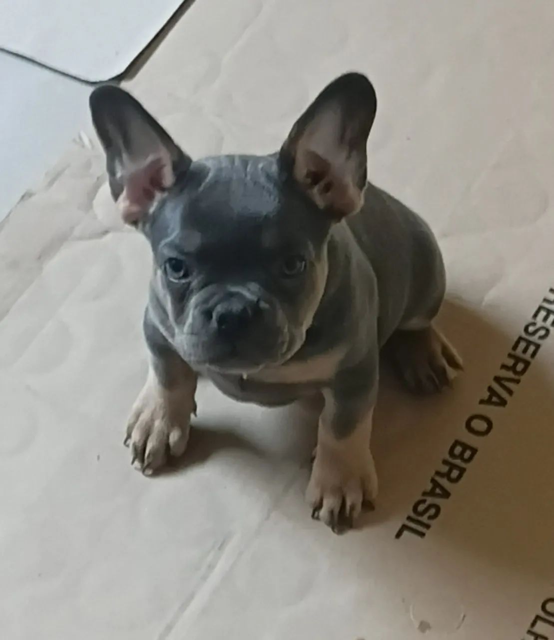 Bulldog francês  - Foto 2