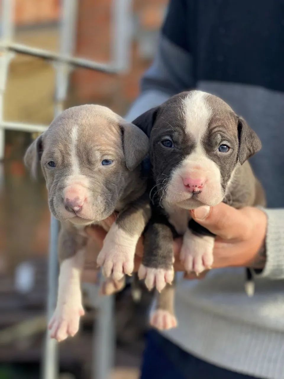 Filhotes disponíveis pitbull 