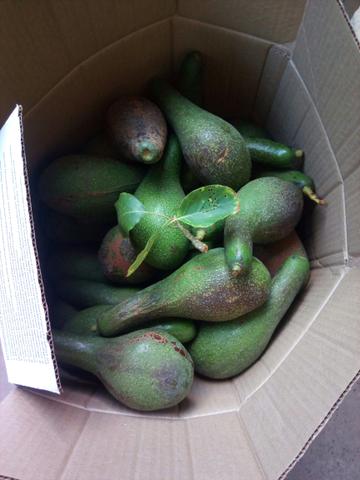 Abacates