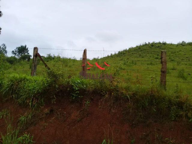 8051 | fazenda à venda em fazenda pinhão, pinhão - Foto 6