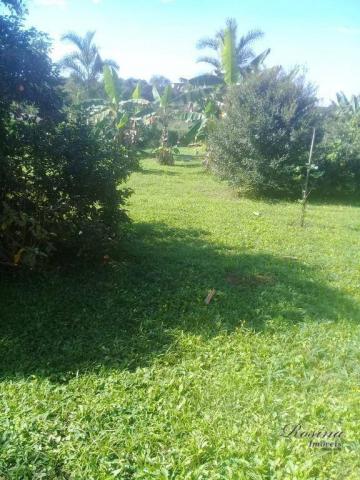 Chácara com mais de 5 alqueires no anhaia - Foto 6