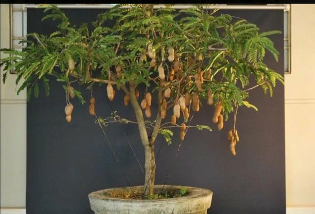 Muda enxertadas de frutíferas preço de atacado a partir de 10$