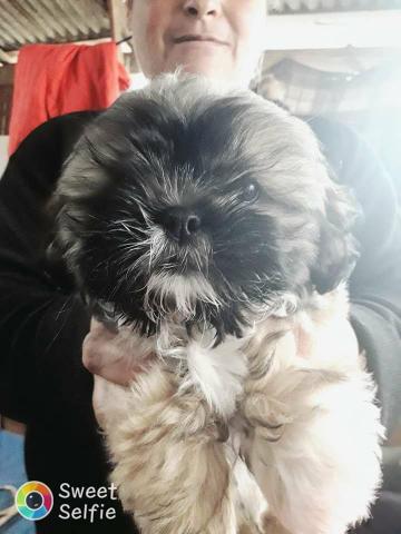 Vendo ,Shih tzu Macho