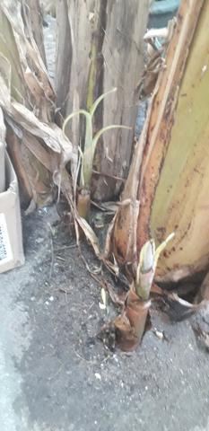 Muda de banana maça - Foto 2