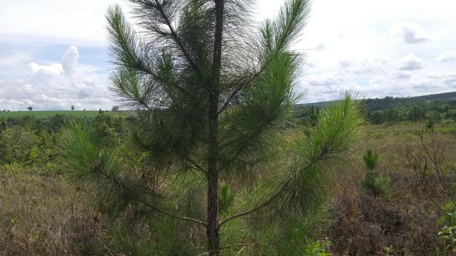 Urgente Fazenda a baixo valor de mercado (Angatuba SP) - Foto 13