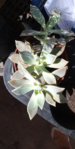 Plantas - Foto 5