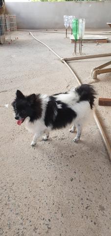 Spitz alemã anão - Foto 6