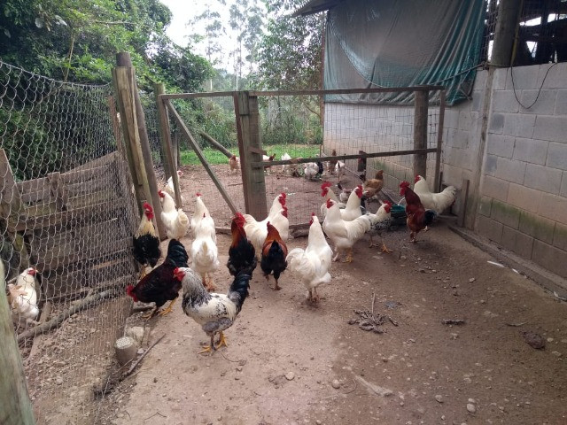 Galos caipira e de raça - Foto 2
