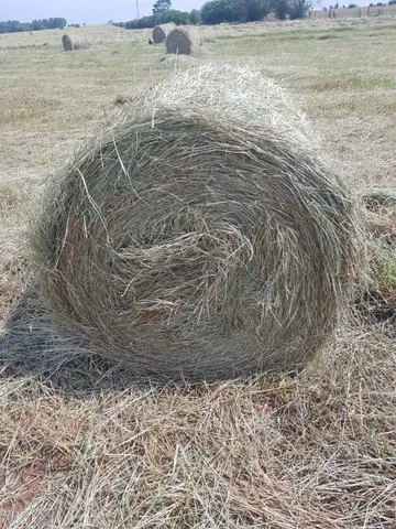 Bola de Feno Dictyneura