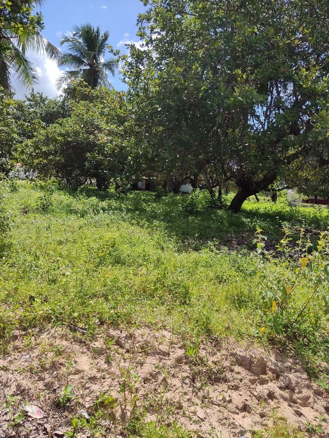 Terreno para sítio de esquina, duas frentes 46 km Fortaleza  - Foto 3