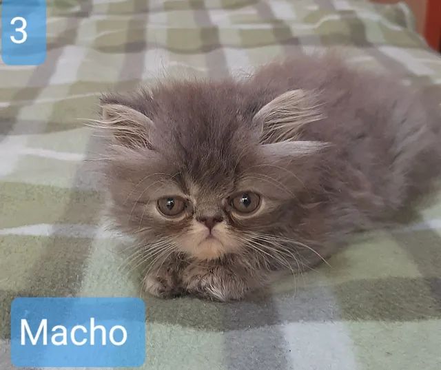 FILHOTES DE GATO PERSA LITORAL - Foto 3