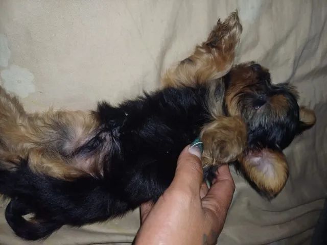 Lindo York 50 dias tamanho 1 (muito pequeno) com Pedigree - Foto 3