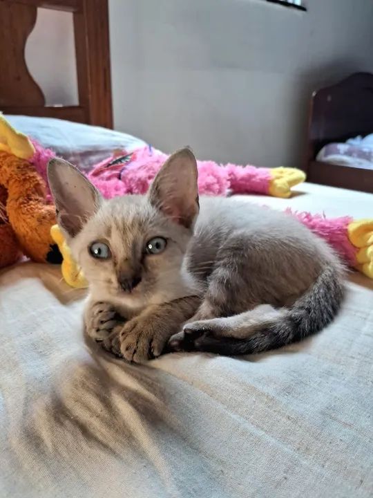 Gatinha fofa para adoção  - Foto 5