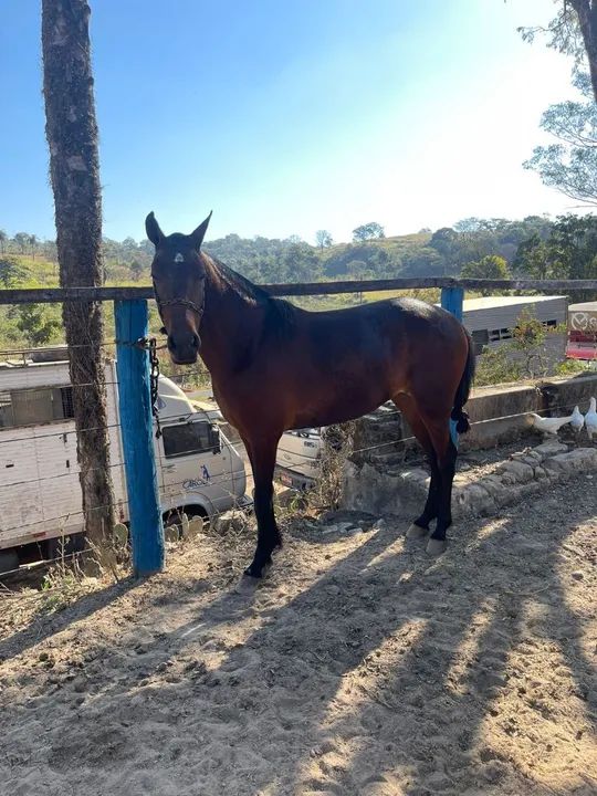 Égua marcha picada  - Foto 5