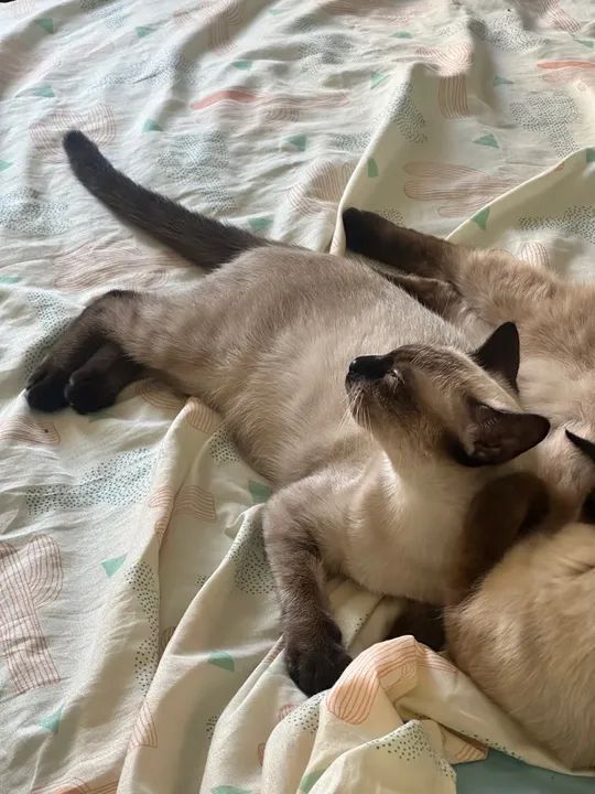 Gatinha Siamesa (DOAÇÃO RESPONSÁVEL)