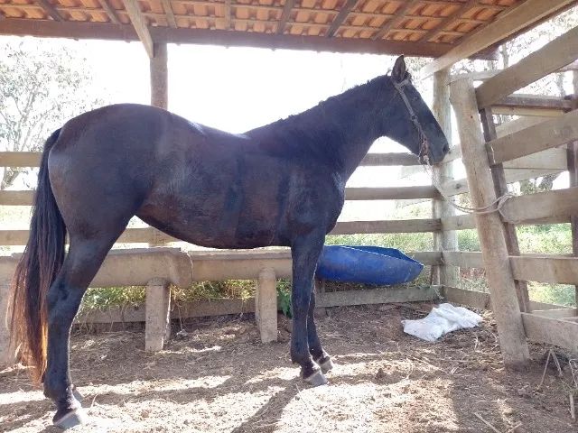 Égua nova muito boa + tralha de monta novinha. Troco por bezerros