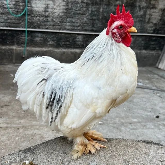 Casal mini cochin e mais 3 galos - Foto 2