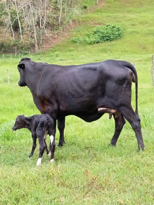 Novilha de FIV - Foto 2