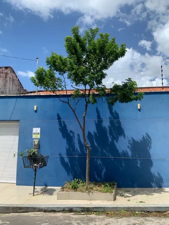 Poda e corte de árvores e palmeiras  - Foto 4