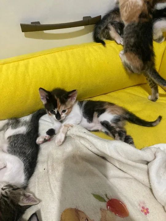 Gatinhos fofinhos para adoção - Foto 4