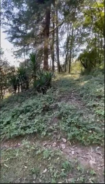 Terreno à venda, BATEIAS , CAMPO LARGO DA ROSEI - PR - Foto 3