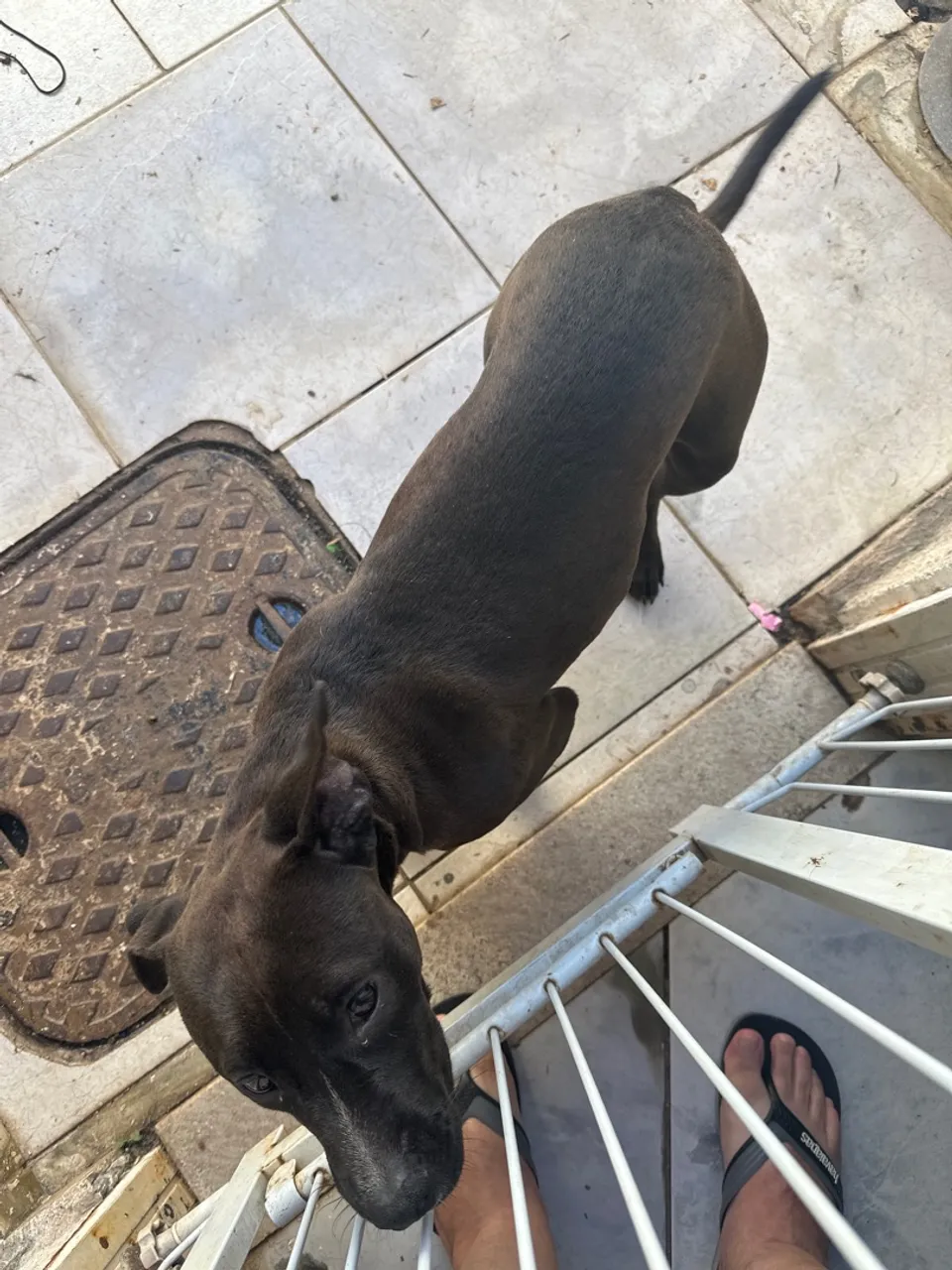 ? Fêmea de American Bully à Venda - Vacinas em Dia!