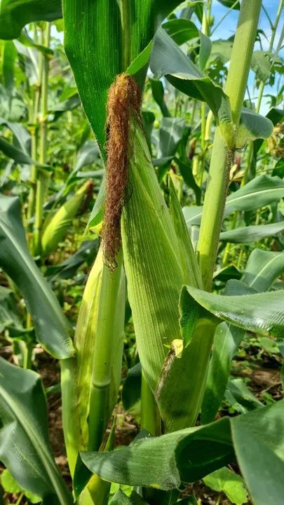 Vendo milho verde. - Foto 4