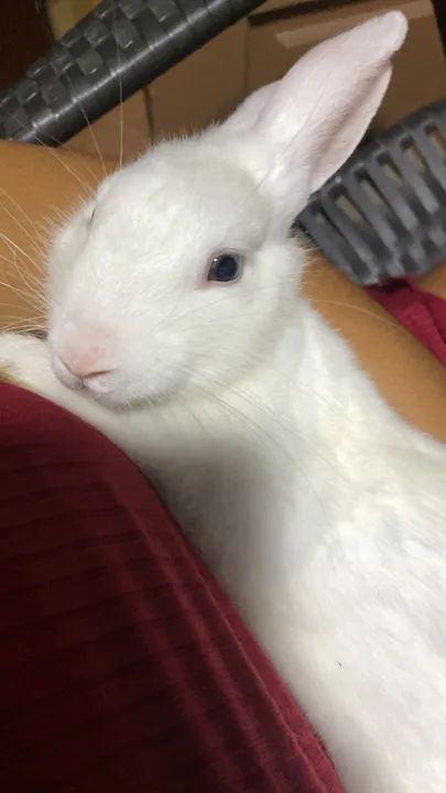 Coelhinho Branco Fofo para Adoção