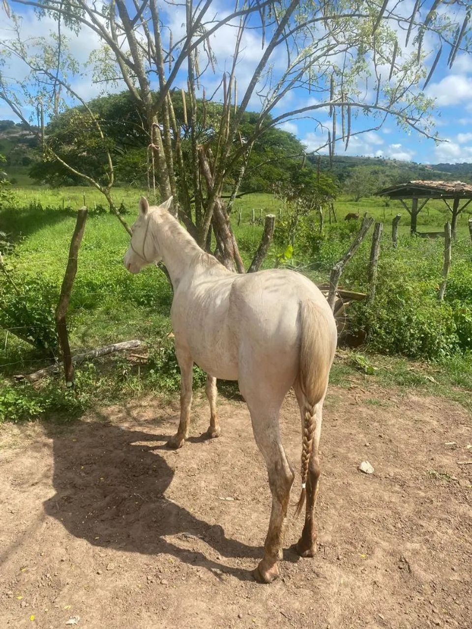 Égua de Picado - Foto 2