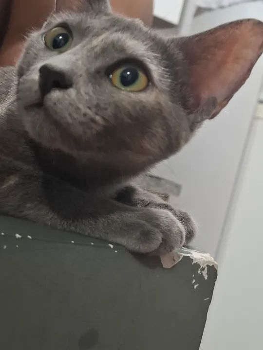 Gatinha cinza linda e dócil para adoção - Foto 2