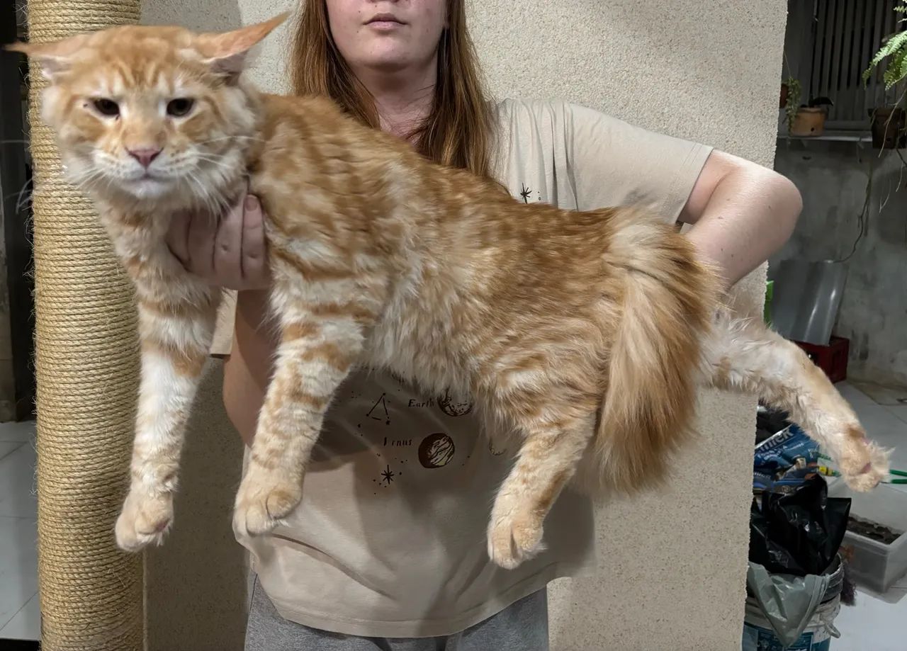 Gato Maine Coon - Filhote Macho - Foto 3