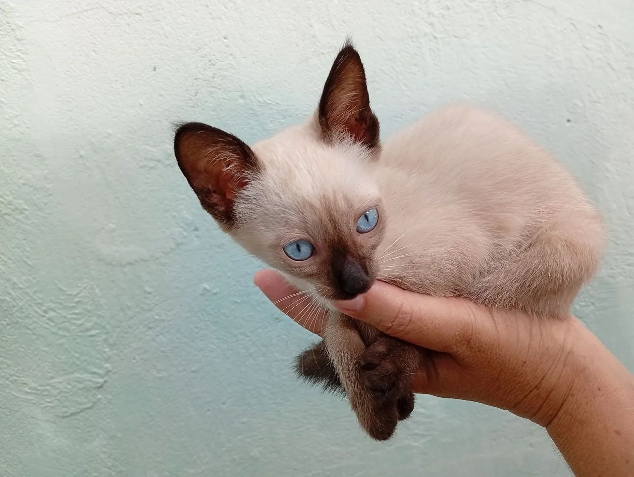 Procuro um lar para morar, amar e ser amada