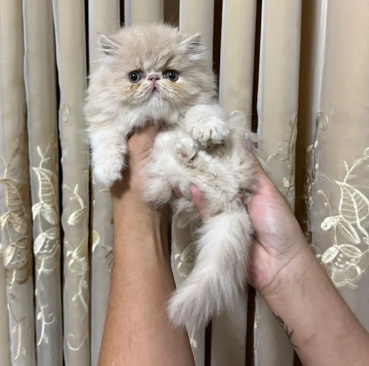 Filhote de Persa - Foto 3