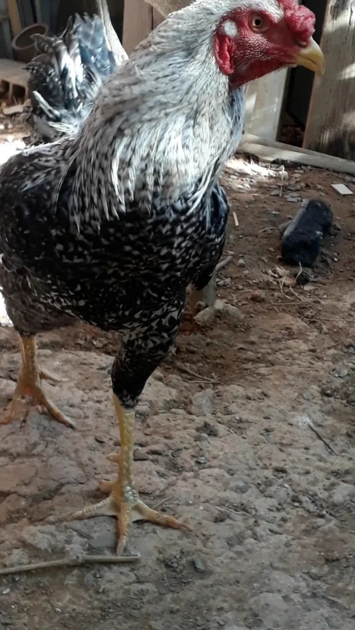 Galo frango charrua