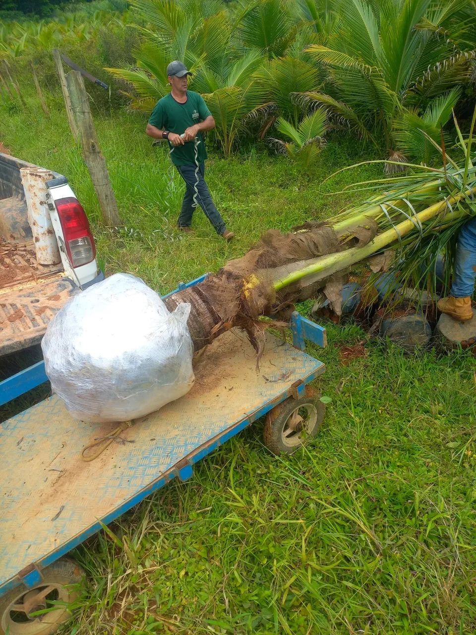 M.DE COCO ANÃO VERDE. Favor ler o anúncio. .  - Foto 4