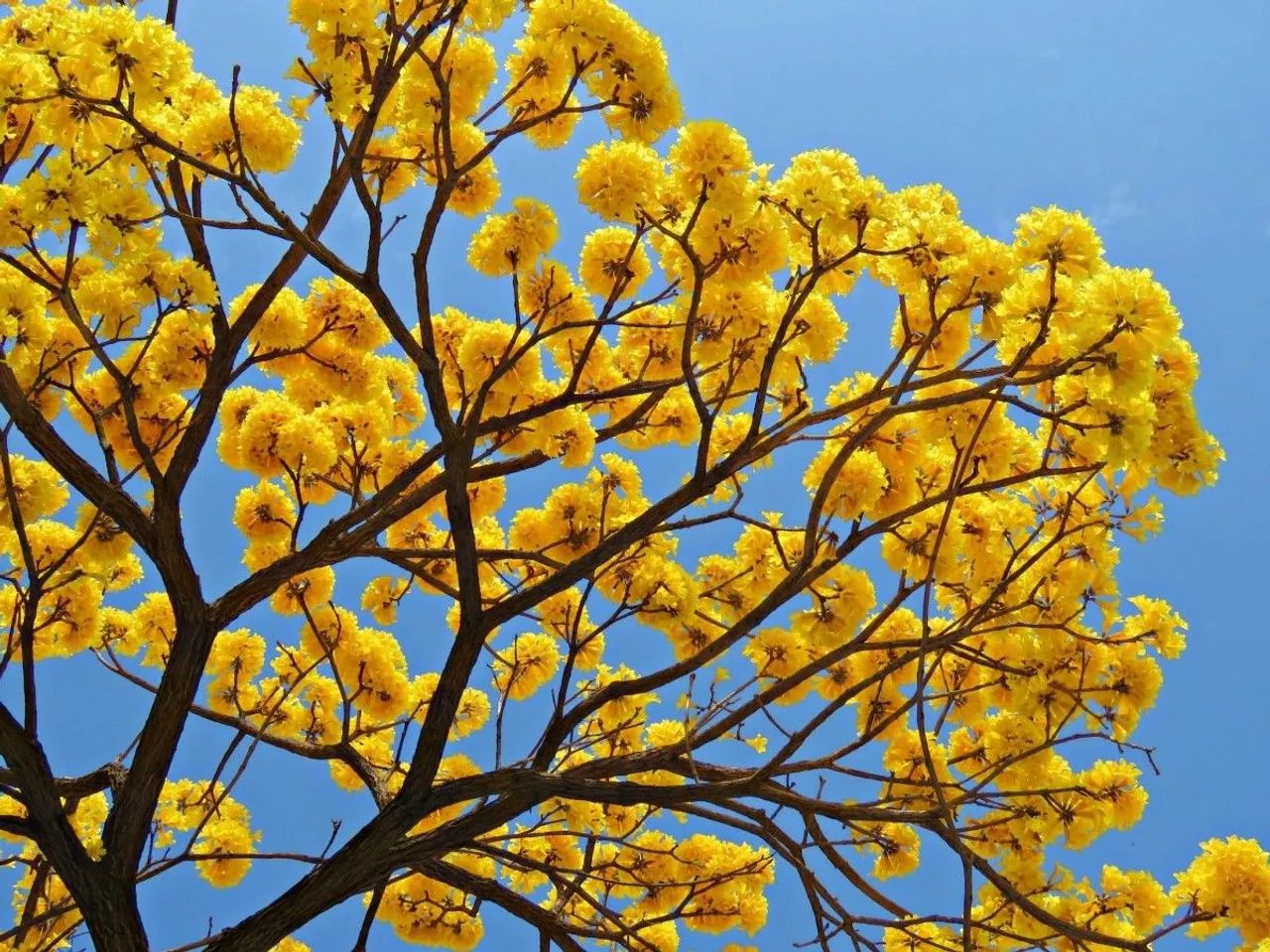 Mudas do ipê amarelo  - Foto 3