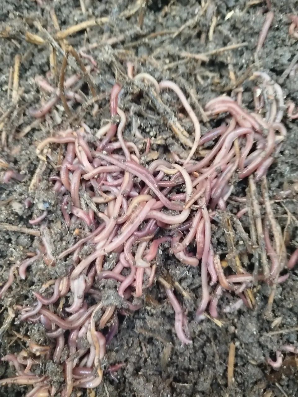 200 Minhocas vermelhas da Califórnia, para compostagem. Não serve para pesca. - Foto 6