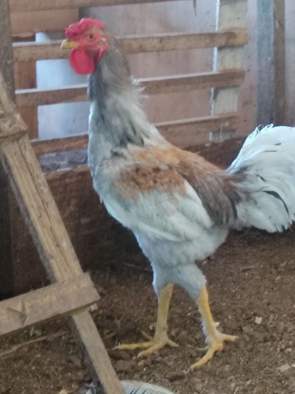 Frango caipira top, bem novo...