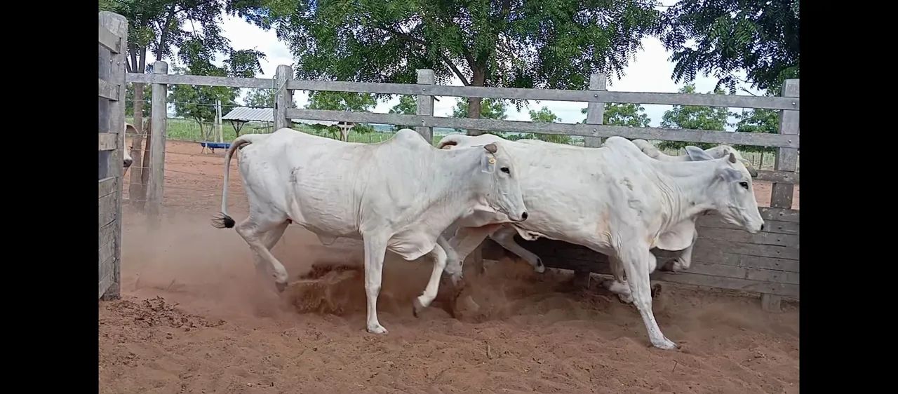 Vacas, novilhas e bezerros e bezerras a venda - Foto 4