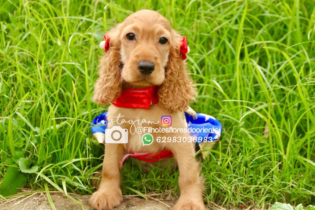 Cocker @filhotesfloresdooriente  - Foto 4
